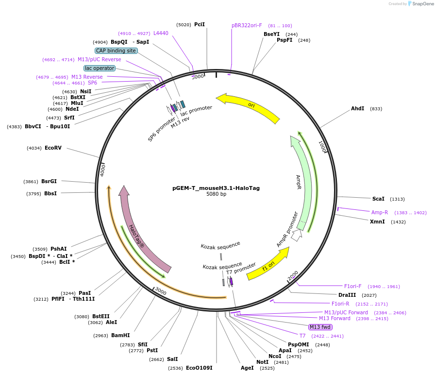 244242-plasmid-map-sequence-id-488105