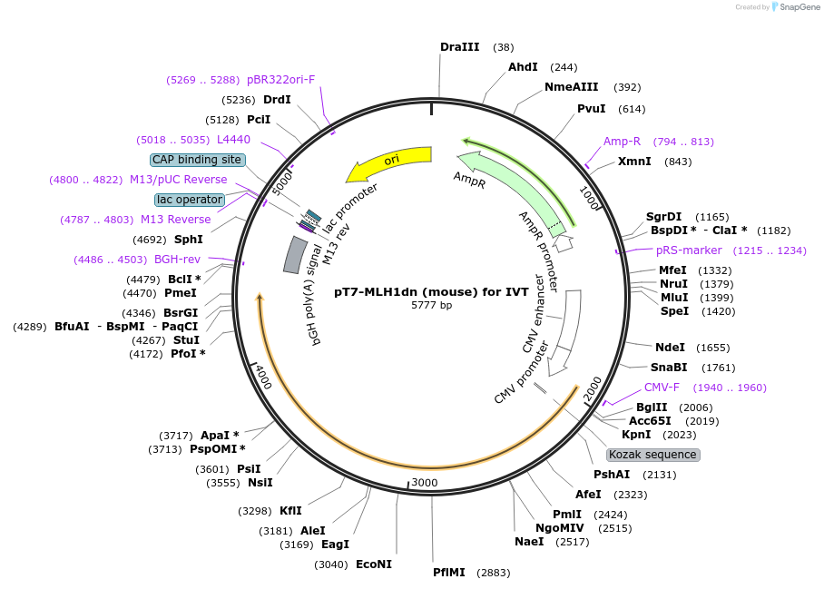 246485-plasmid-map-sequence-id-488115