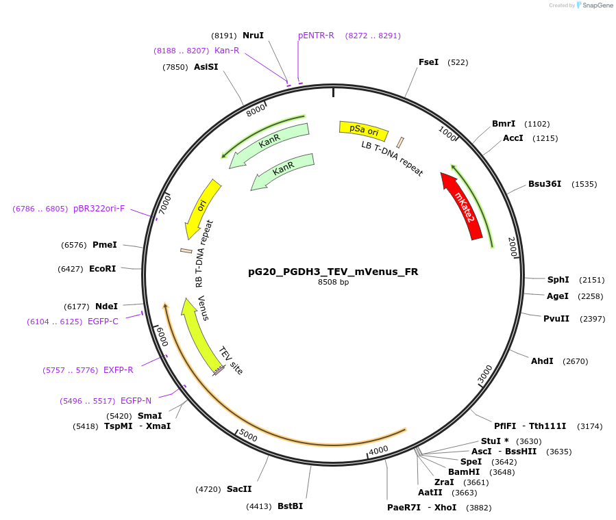 244962-plasmid-map-sequence-id-488116
