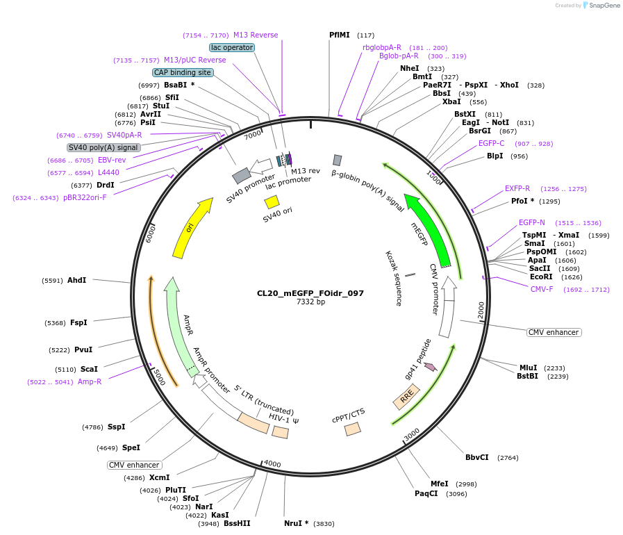 244649-plasmid-map-sequence-id-488122