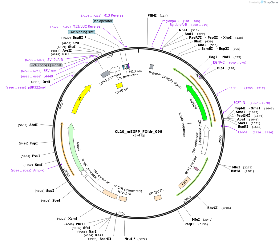 244650-plasmid-map-sequence-id-488123