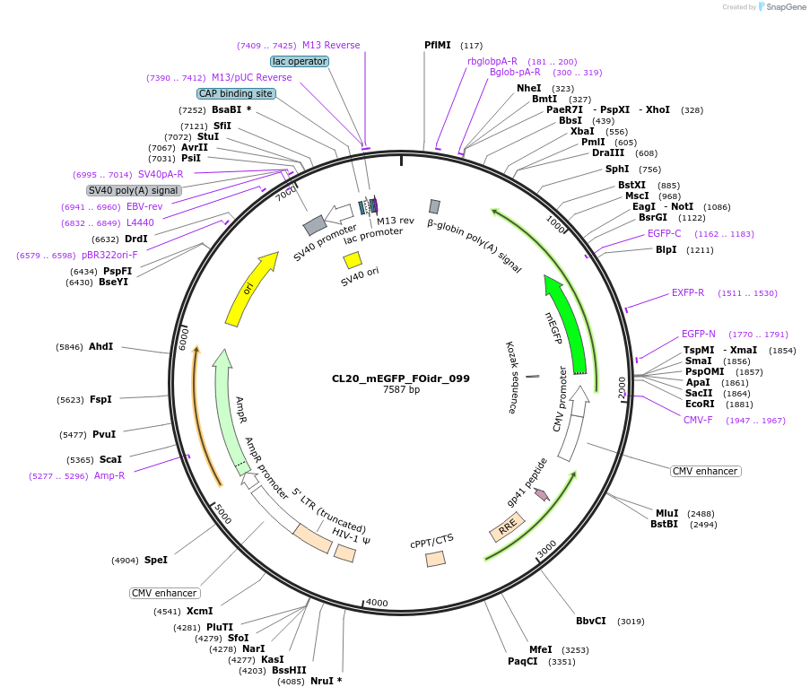244651-plasmid-map-sequence-id-488124