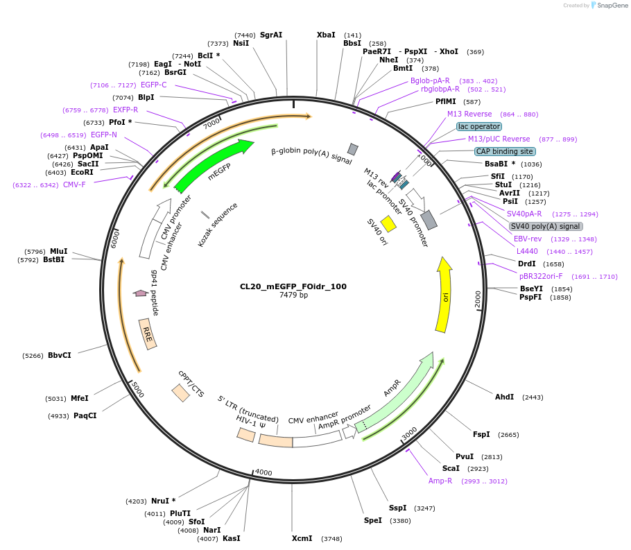 244652-plasmid-map-sequence-id-488125