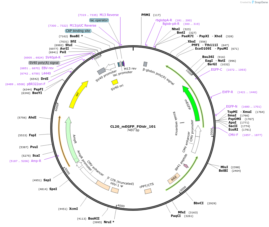 244653-plasmid-map-sequence-id-488126