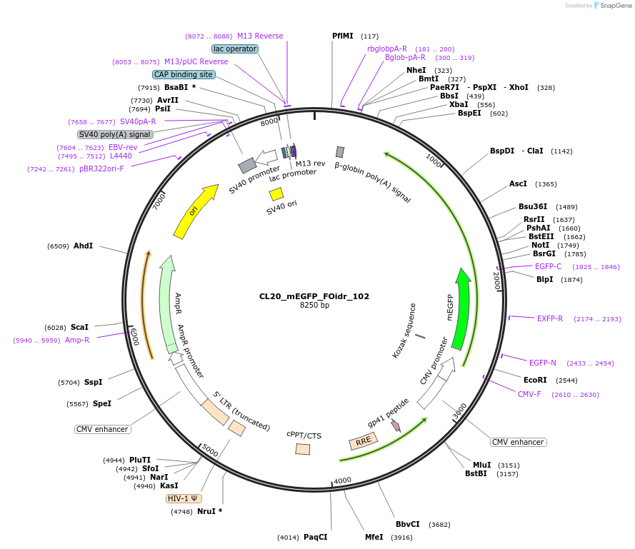 244654-plasmid-map-sequence-id-488127