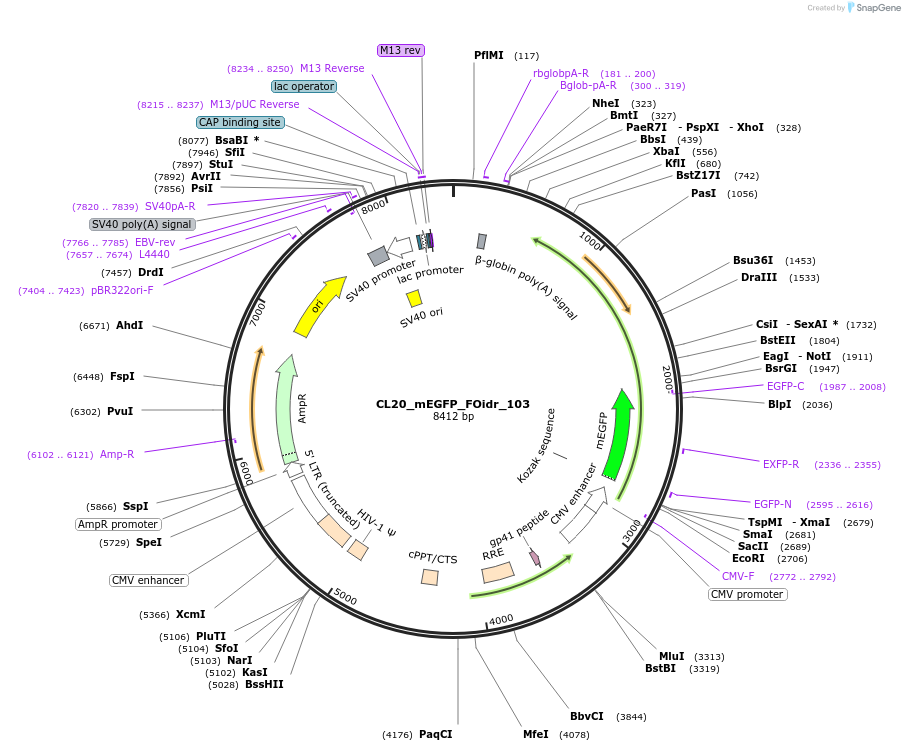 244655-plasmid-map-sequence-id-488128