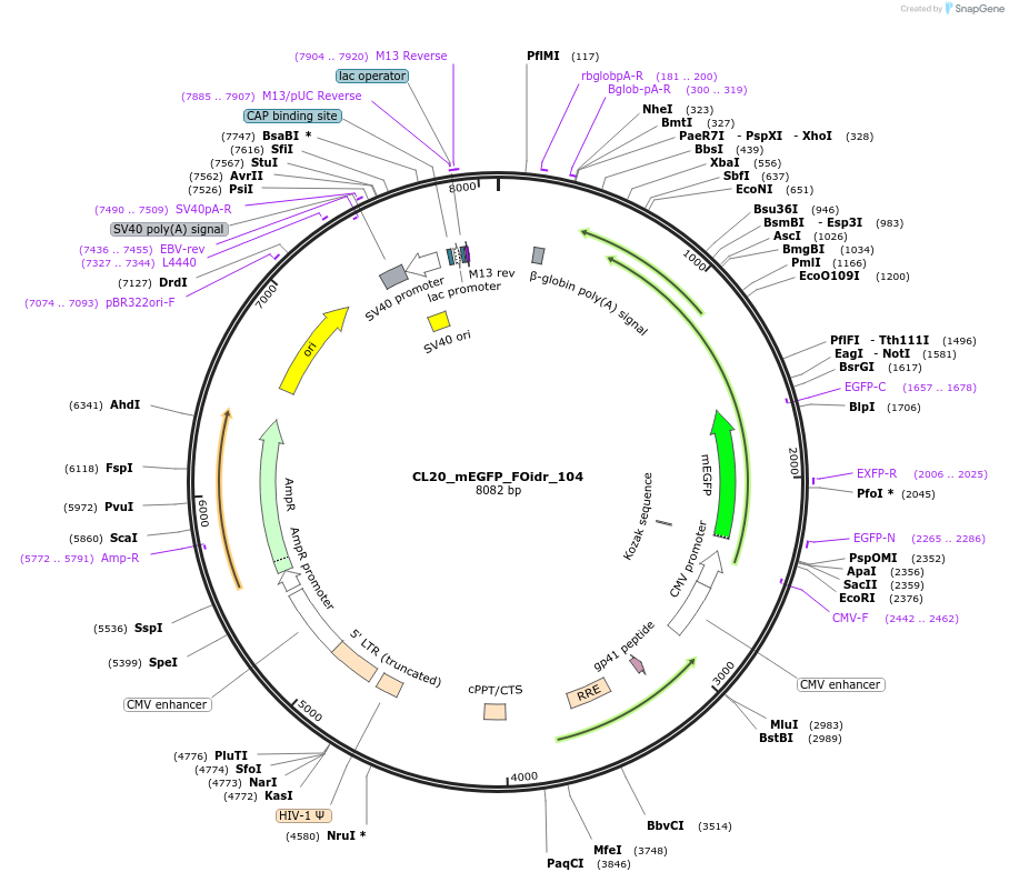 244656-plasmid-map-sequence-id-488129