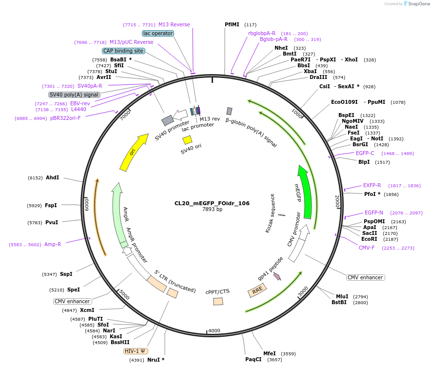 244658-plasmid-map-sequence-id-488130