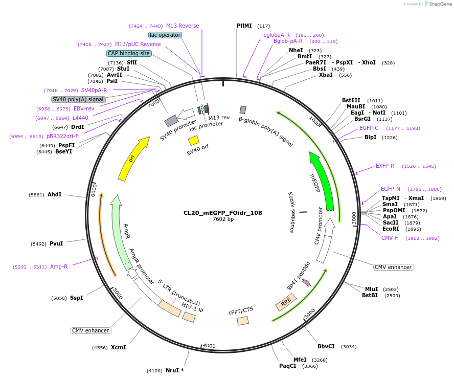 244660-plasmid-map-sequence-id-488131