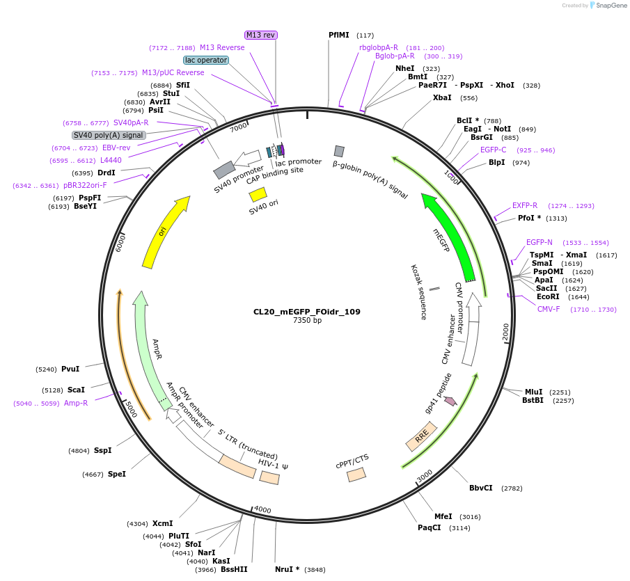 244661-plasmid-map-sequence-id-488132