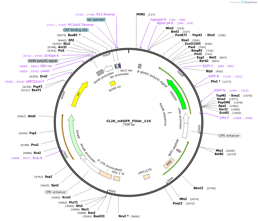 244662-plasmid-map-sequence-id-488133