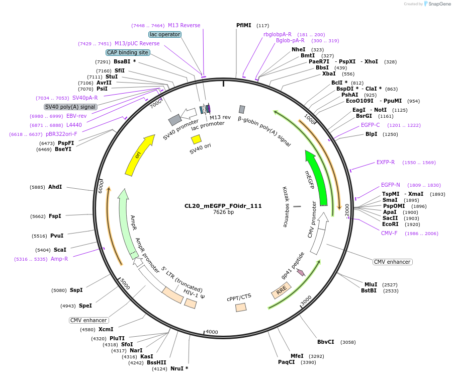 244663-plasmid-map-sequence-id-488134