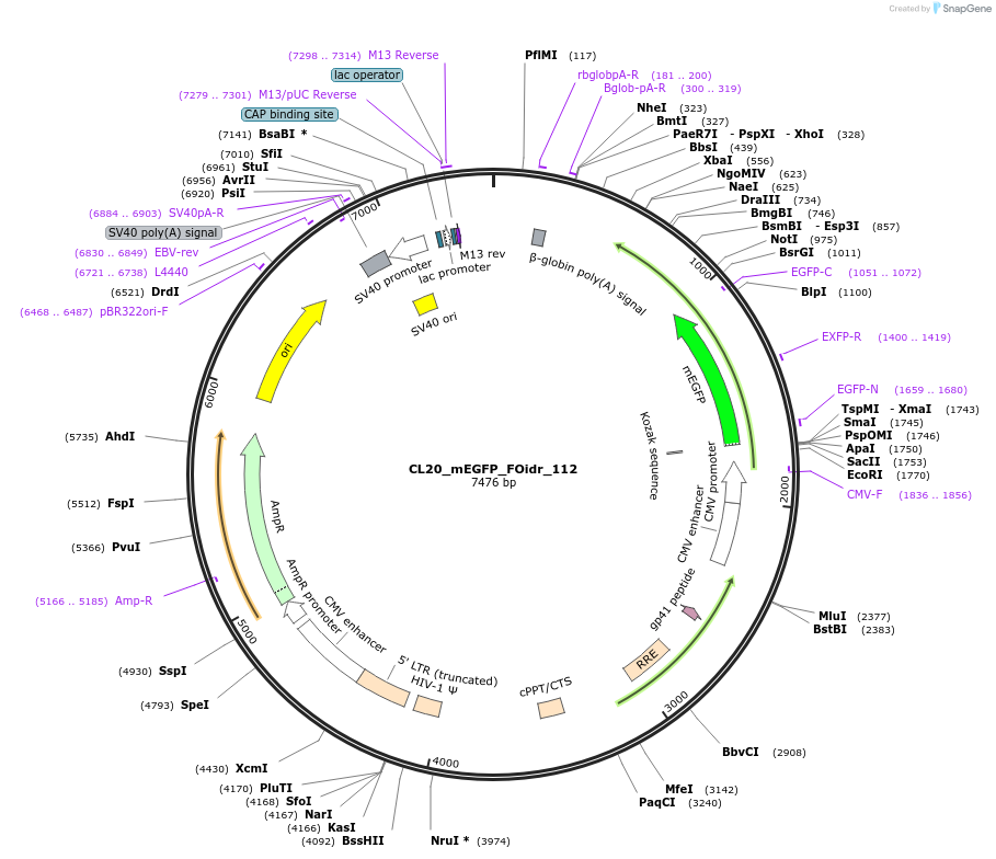 244664-plasmid-map-sequence-id-488135