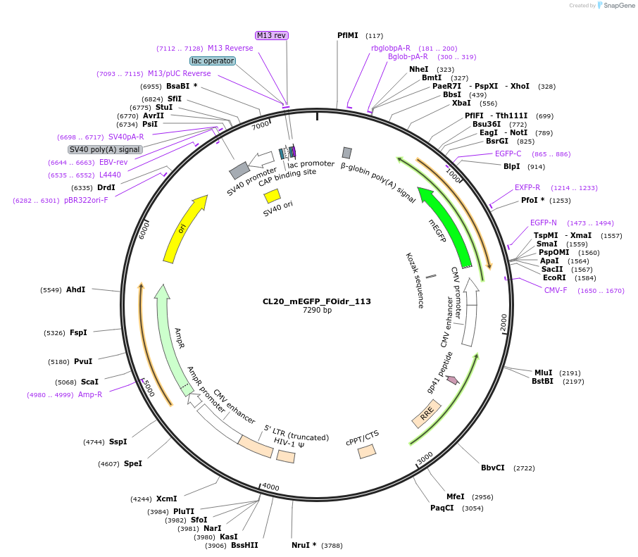 244665-plasmid-map-sequence-id-488136