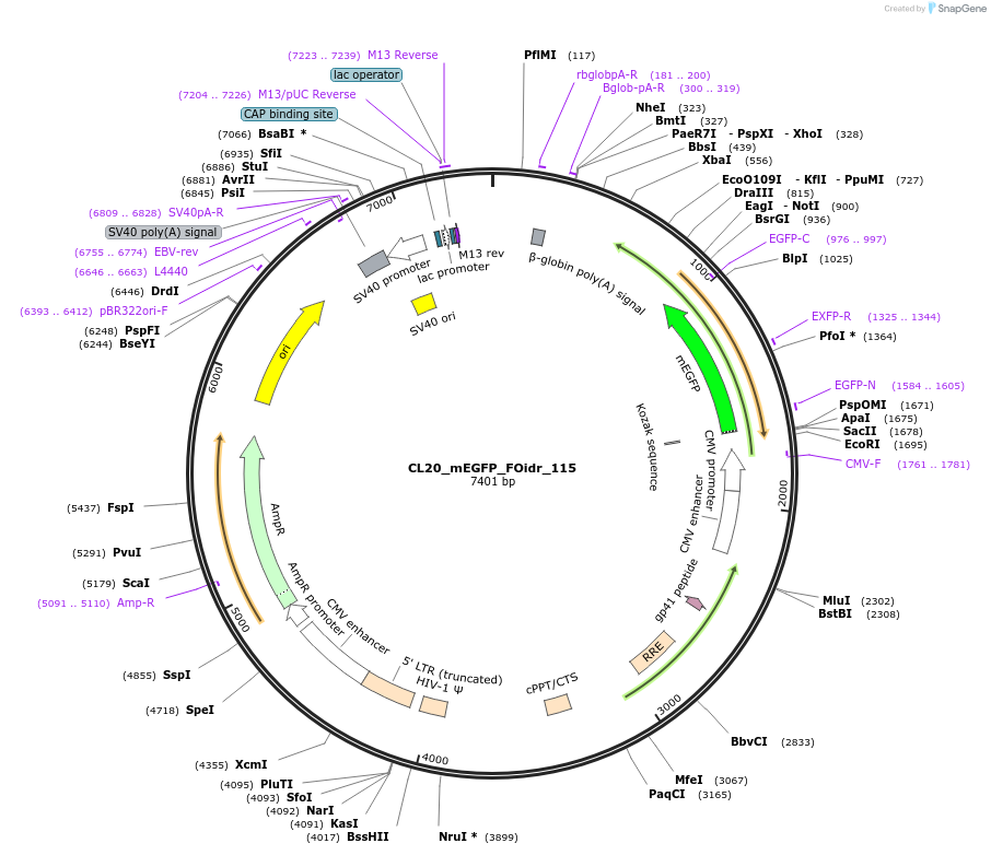 244667-plasmid-map-sequence-id-488138