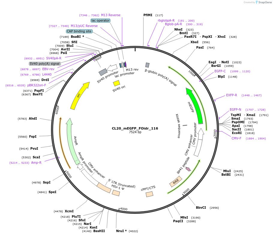 244668-plasmid-map-sequence-id-488139