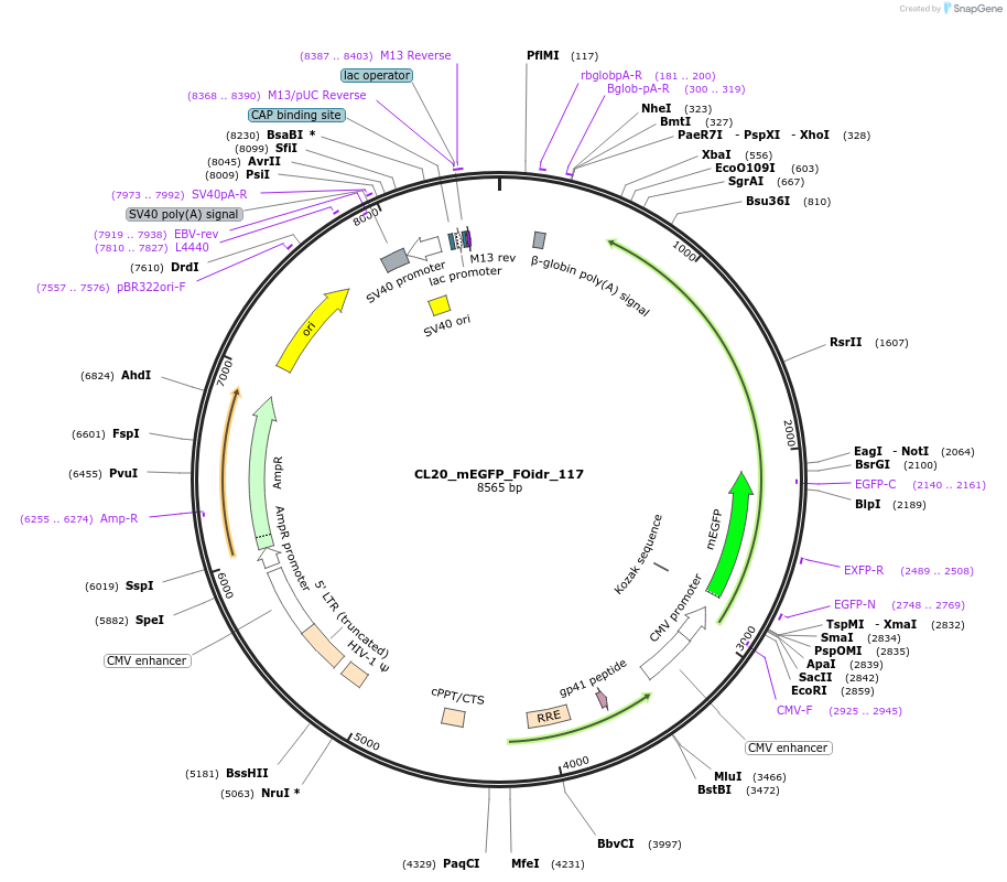 244669-plasmid-map-sequence-id-488140