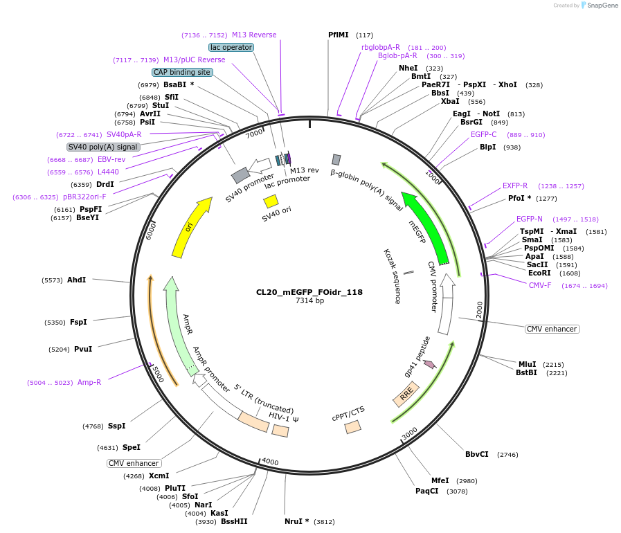 244670-plasmid-map-sequence-id-488141