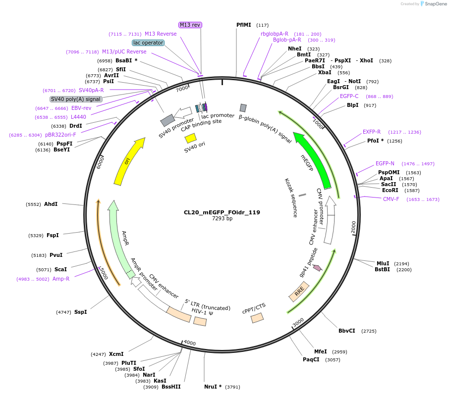 244671-plasmid-map-sequence-id-488142