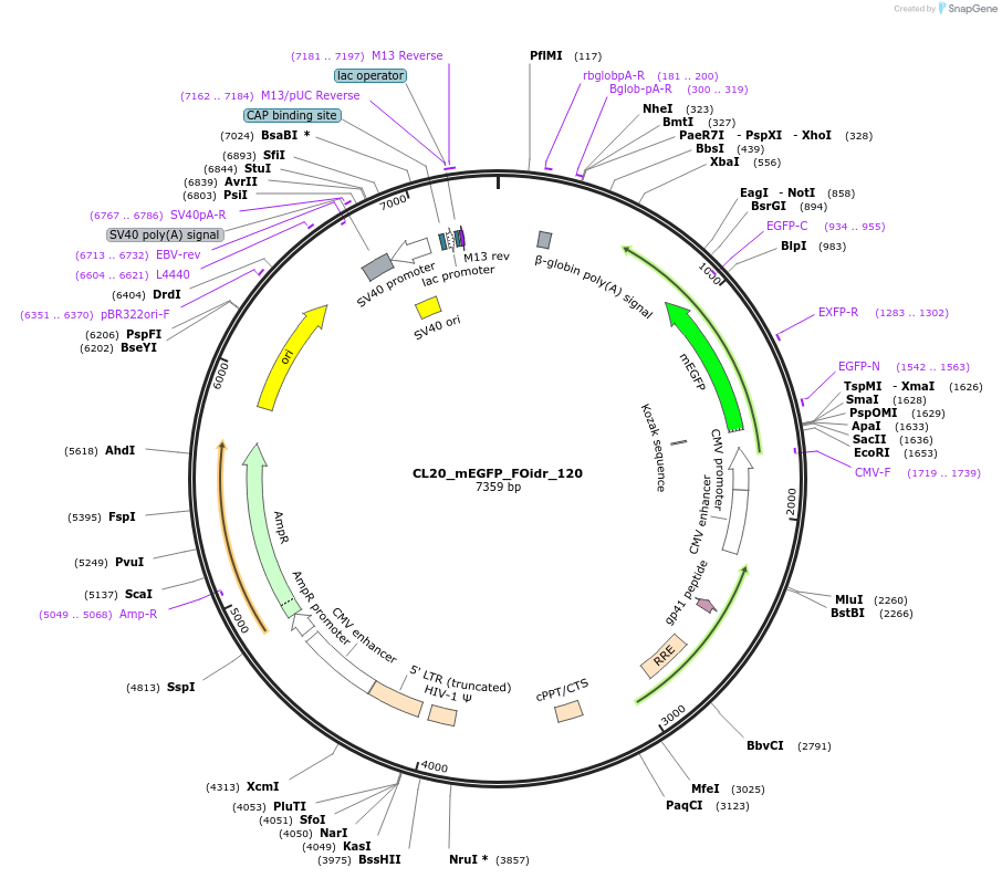 244672-plasmid-map-sequence-id-488143
