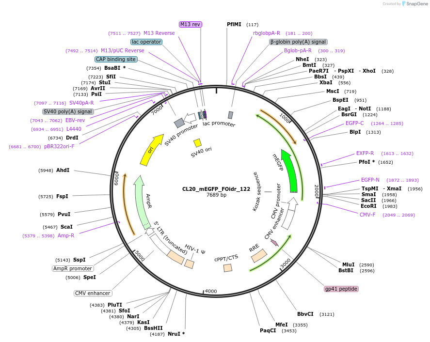 244674-plasmid-map-sequence-id-488145