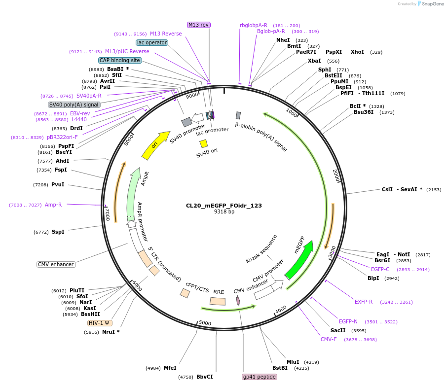 244675-plasmid-map-sequence-id-488146