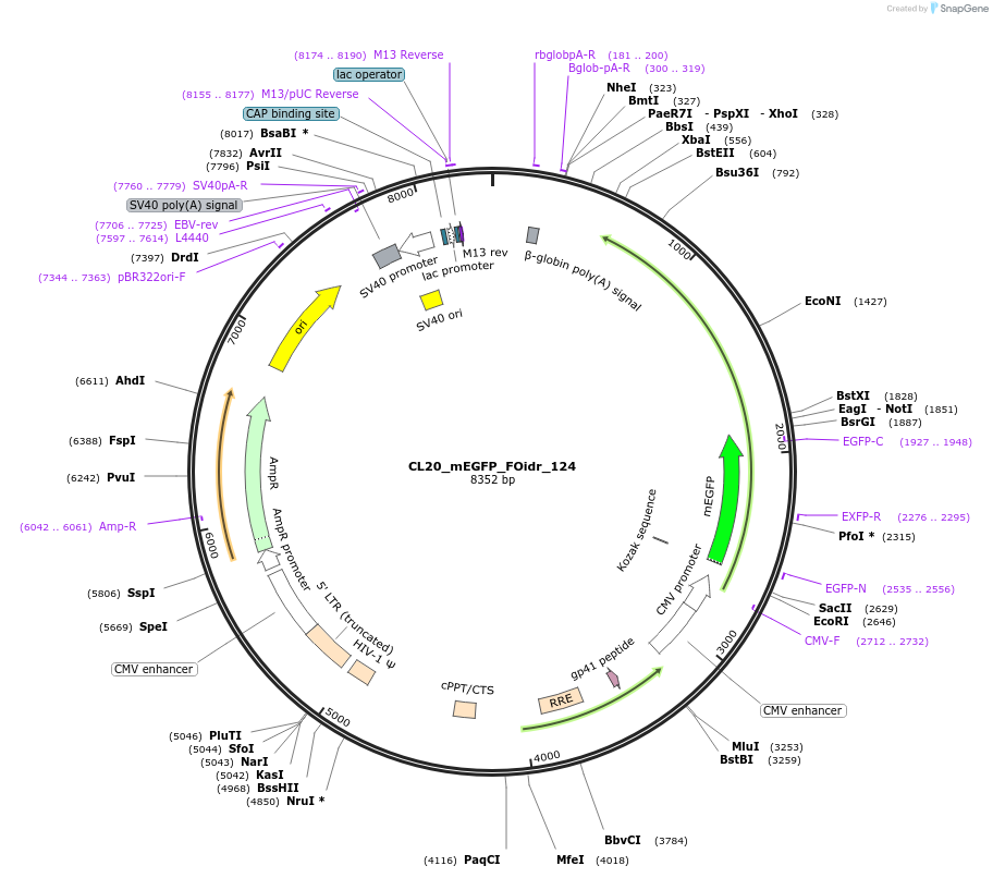 244676-plasmid-map-sequence-id-488147