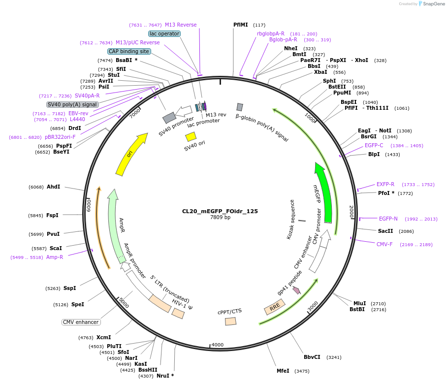 244677-plasmid-map-sequence-id-488148
