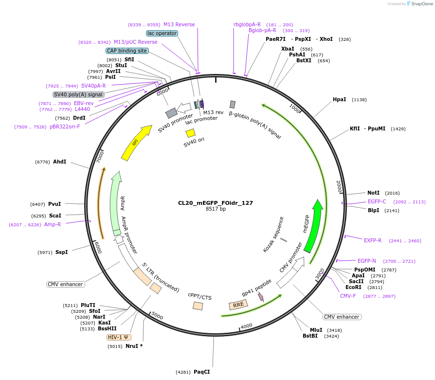 244679-plasmid-map-sequence-id-488150