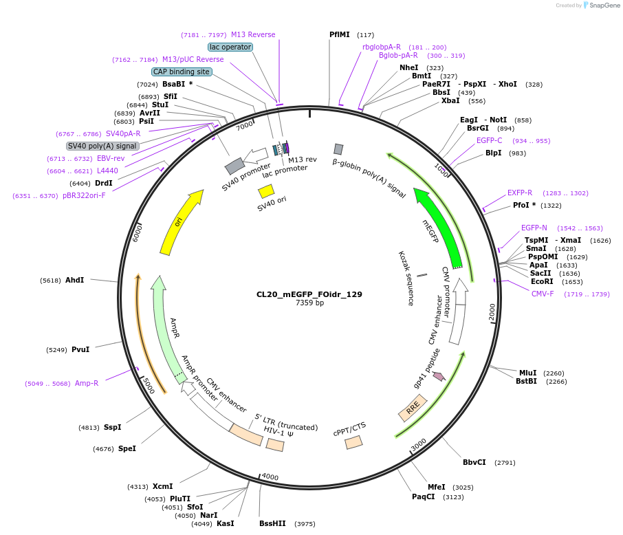 244681-plasmid-map-sequence-id-488152