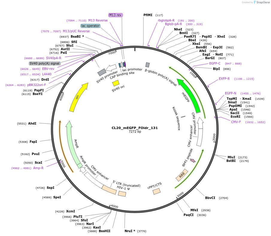 244683-plasmid-map-sequence-id-488154