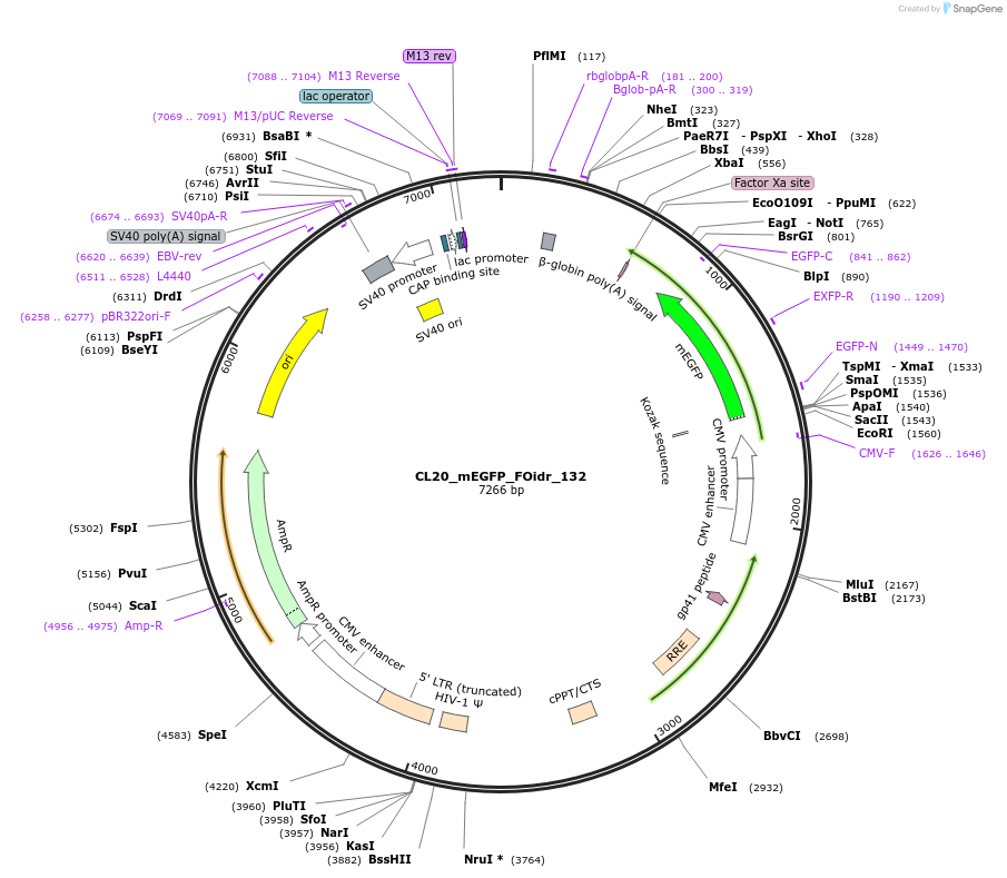 244684-plasmid-map-sequence-id-488155