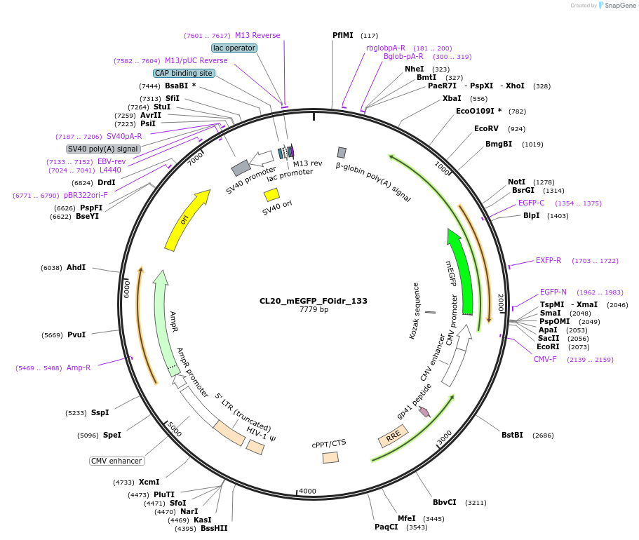 244685-plasmid-map-sequence-id-488156
