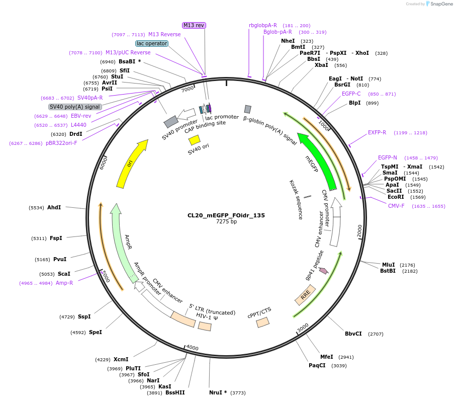 244687-plasmid-map-sequence-id-488158