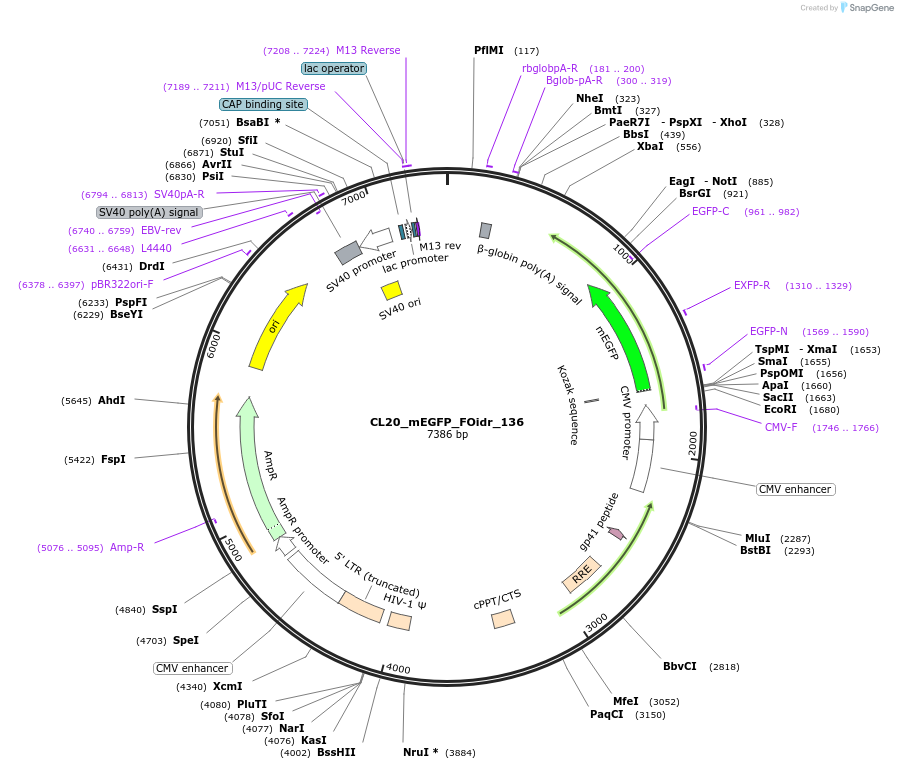 244688-plasmid-map-sequence-id-488159