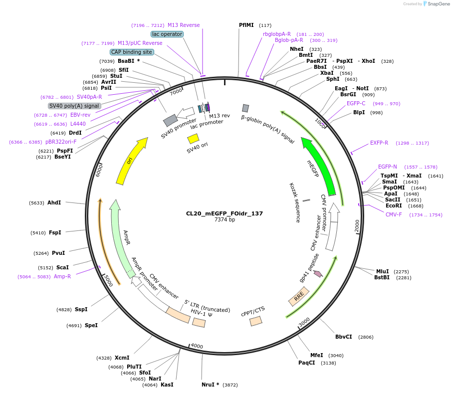 244689-plasmid-map-sequence-id-488160