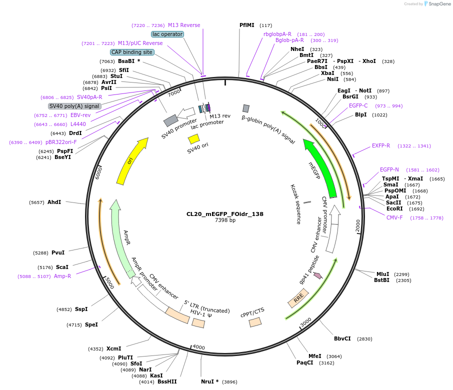 244690-plasmid-map-sequence-id-488161