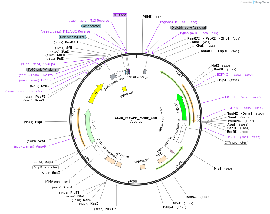 244692-plasmid-map-sequence-id-488162