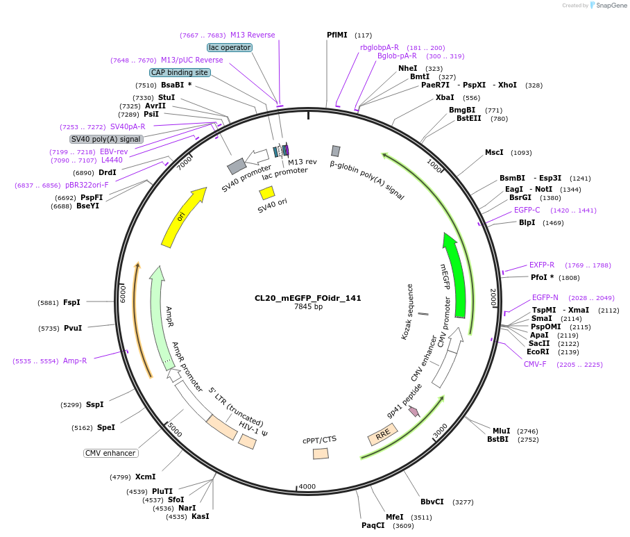 244693-plasmid-map-sequence-id-488163