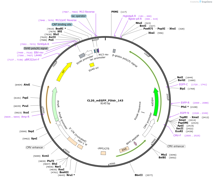 244695-plasmid-map-sequence-id-488164
