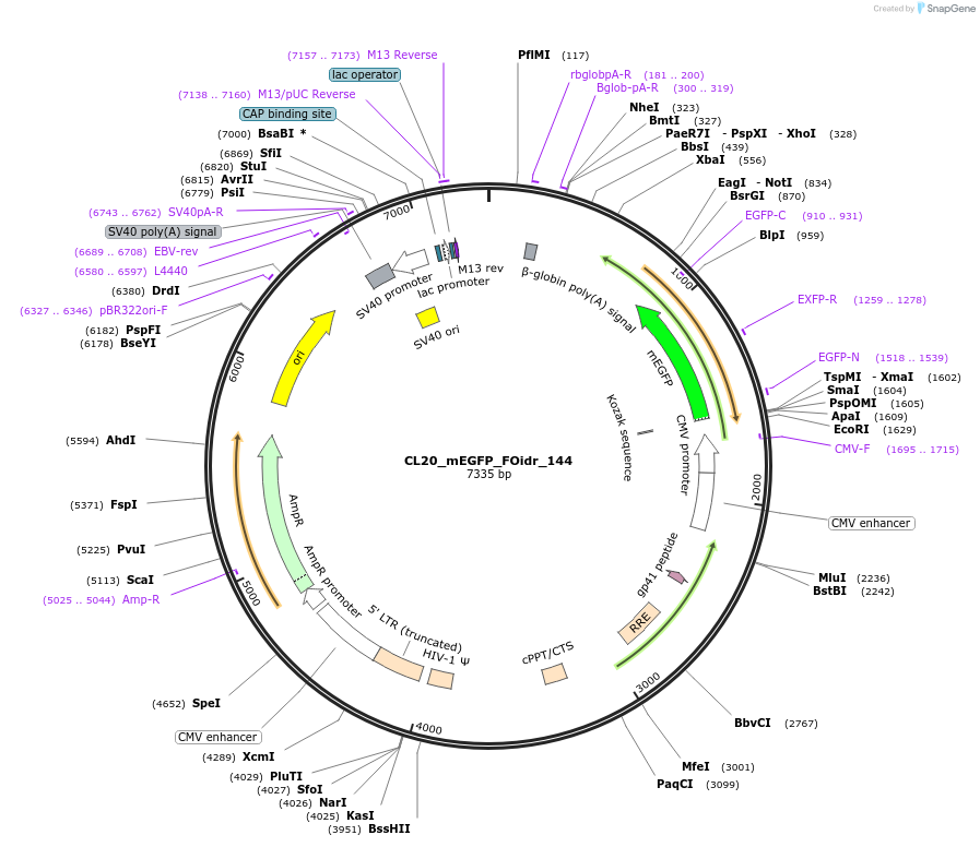 244696-plasmid-map-sequence-id-488165