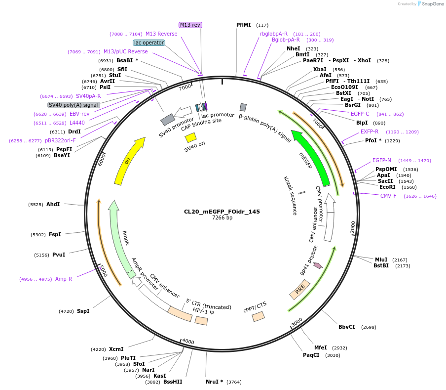 244697-plasmid-map-sequence-id-488166