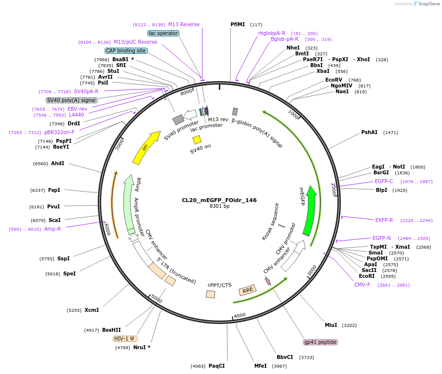 244698-plasmid-map-sequence-id-488167