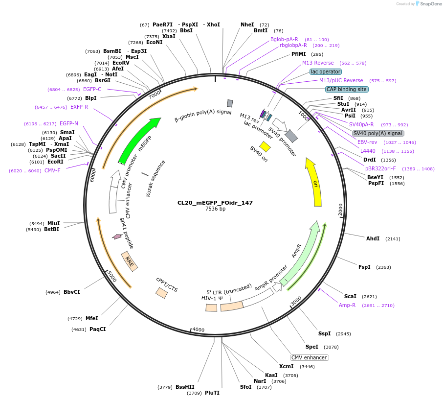 244699-plasmid-map-sequence-id-488168