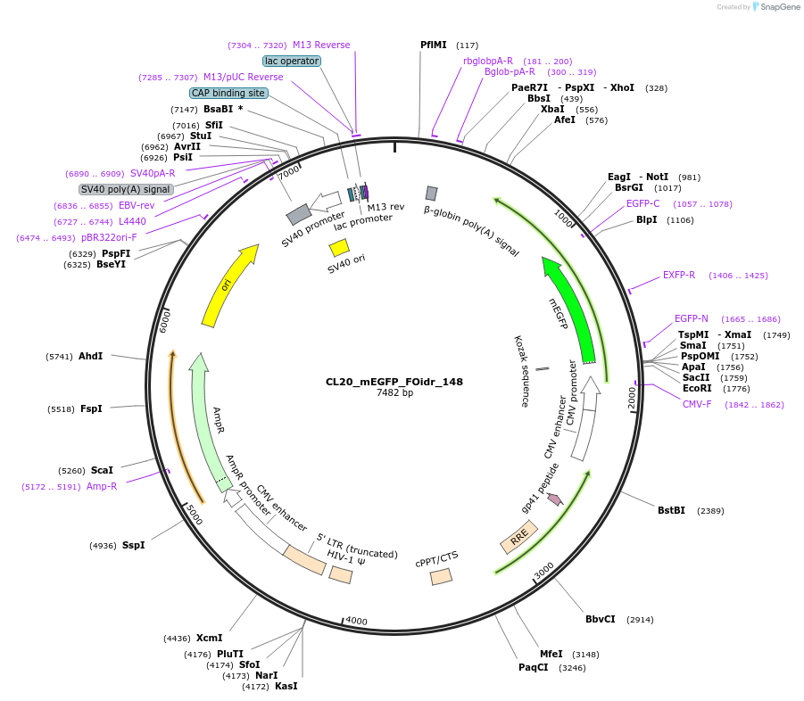 244700-plasmid-map-sequence-id-488169