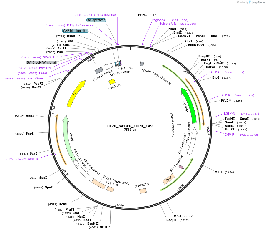 244701-plasmid-map-sequence-id-488170