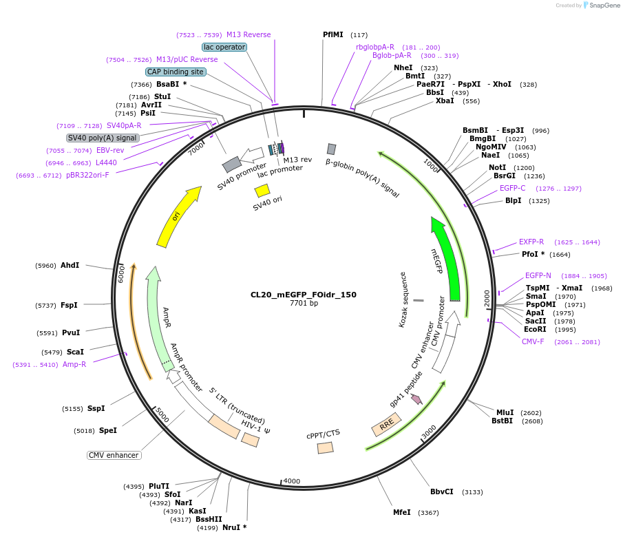 244702-plasmid-map-sequence-id-488171