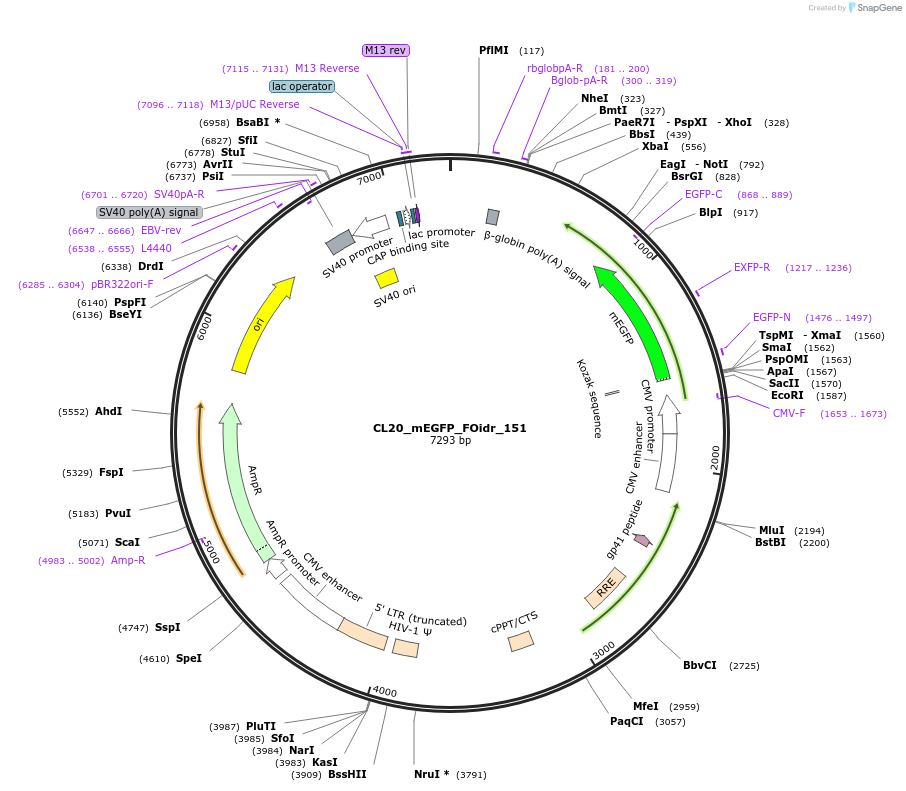 244703-plasmid-map-sequence-id-488172