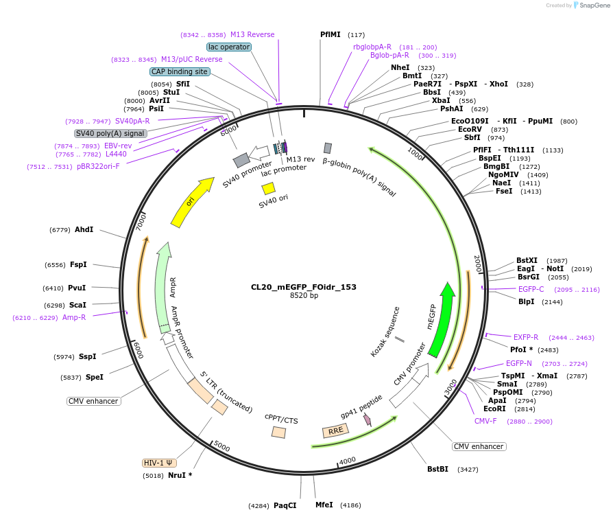 244705-plasmid-map-sequence-id-488174