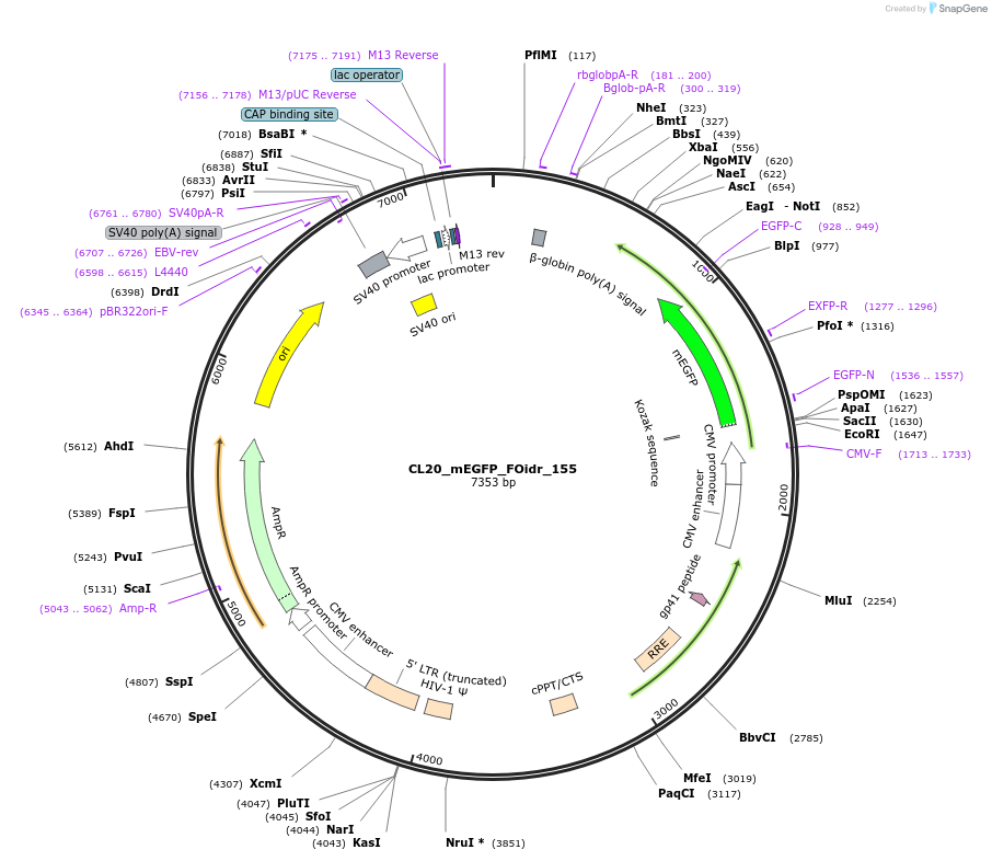 244707-plasmid-map-sequence-id-488175